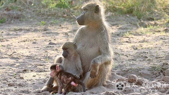 央视纪录片《狒狒成长日记 The Clan of the Baby Baboon 2018》